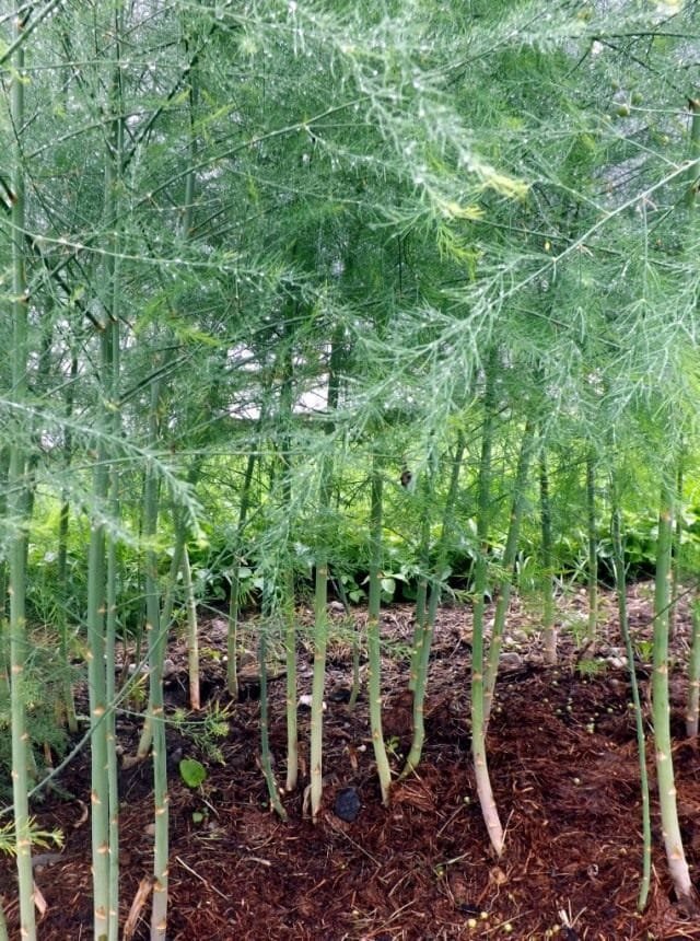 De asperges is een vroege groente. Groeien uit zaden. Planten en zorg. Foto