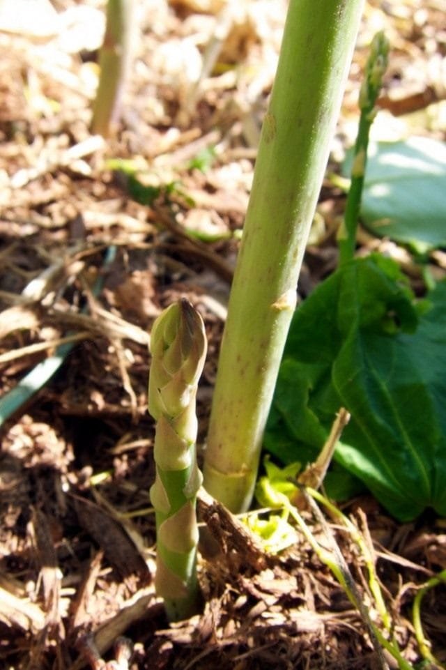 De asperges is een vroege groente. Groeien uit zaden. Planten en zorg. Foto