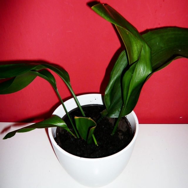 Star Aspidistra. Zorg thuis. Foto