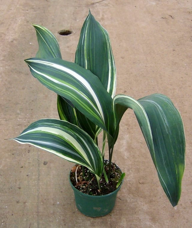 Star Aspidistra. Zorg thuis. Foto