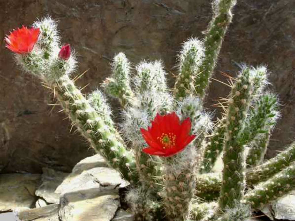 Austrocylindroption is een originele cactus voor luie bloementerselers. Zorg in binnenomstandigheden. Foto