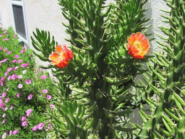 Austrocylindroption is een originele cactus voor luie bloementerselers. Zorg in binnenomstandigheden. Foto