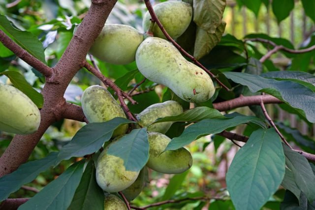 Azimina is een bananenboom die in uw tuin kan groeien. Groeien in containers en open terrein. Variëteiten, foto