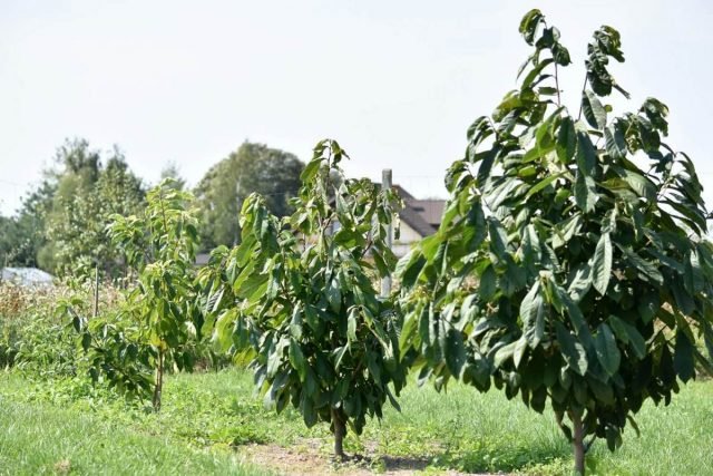 Azimina is een bananenboom die in uw tuin kan groeien. Groeien in containers en open terrein. Variëteiten, foto