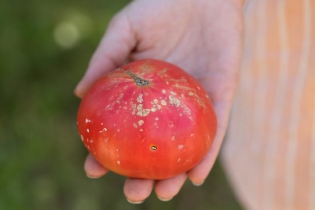 10 gevaarlijke tomatenziekten