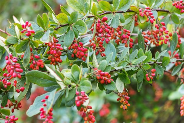 Barberry en zijn voordelen als een fruitstruik. Planten, zorg, oogsten. Foto