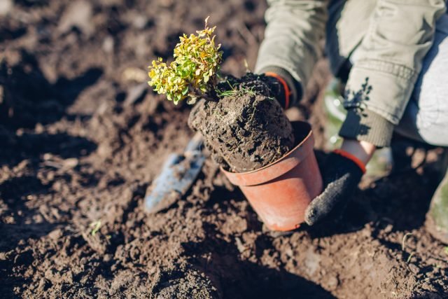 Barberry en zijn voordelen als een fruitstruik. Planten, zorg, oogsten. Foto