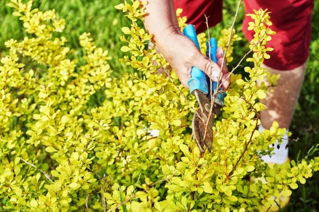 Barberry en zijn voordelen als een fruitstruik. Planten, zorg, oogsten. Foto