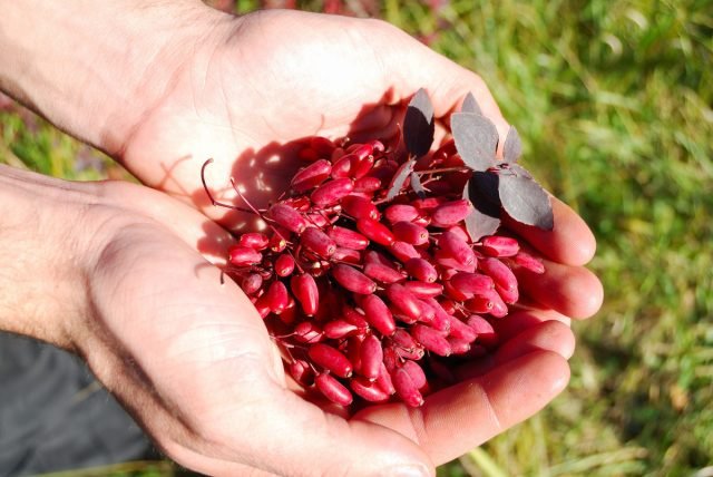 Barberry en zijn voordelen als een fruitstruik. Planten, zorg, oogsten. Foto