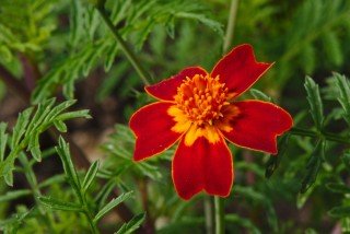 Velvetsy in het ontwerp van de tuin. Foto