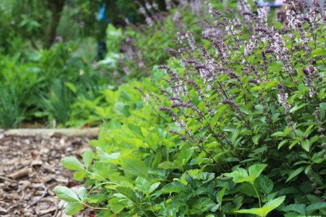 Grenzen en hagen voor een tuin van genezende kruiden. Lijst met pittige kruiden met namen en foto's