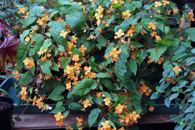 Begonia Suserland is de meest pretentieloze onder Begonias. Zorg thuis. Foto