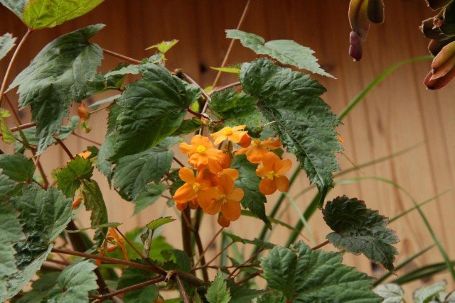 Begonia Suserland is de meest pretentieloze onder Begonias. Zorg thuis. Foto