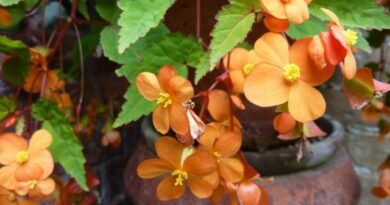 Begonia Suserland is de meest pretentieloze onder Begonias. Zorg thuis. Foto