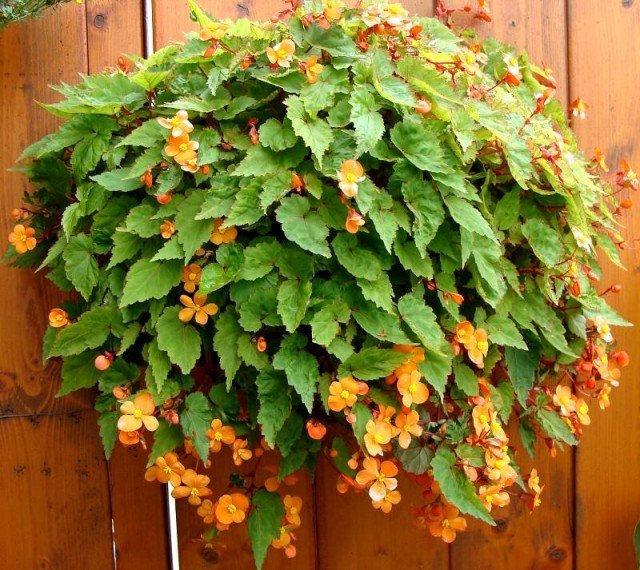 Begonia Suserland is de meest pretentieloze onder Begonias. Zorg thuis. Foto