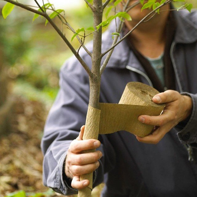 Kloppen of niet bleken? Moet ik in het voorjaar bomen witten?. Foto