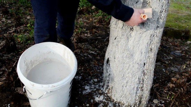 Kloppen of niet bleken? Moet ik in het voorjaar bomen witten?. Foto