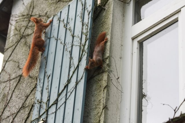 Eekhoorns op de site zijn prachtige shkodniki. Wat eten ze? Levensstijl. Foto