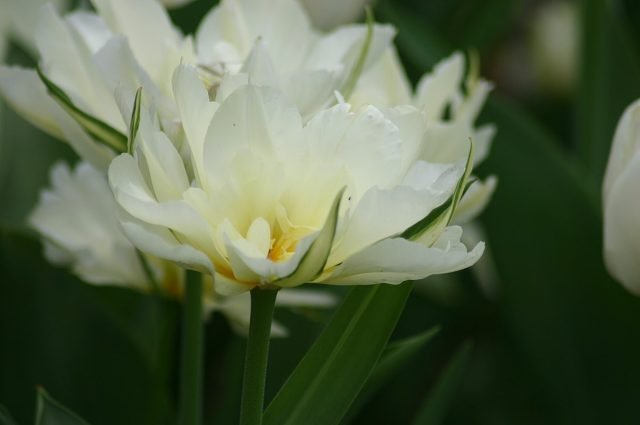 Witte primroses voor de lentebloemtuin. Foto