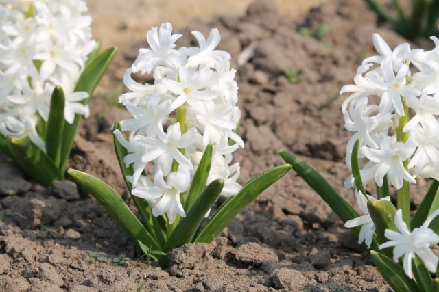 Witte primroses voor de lentebloemtuin. Foto