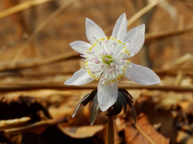 Witte primroses voor de lentebloemtuin. Foto