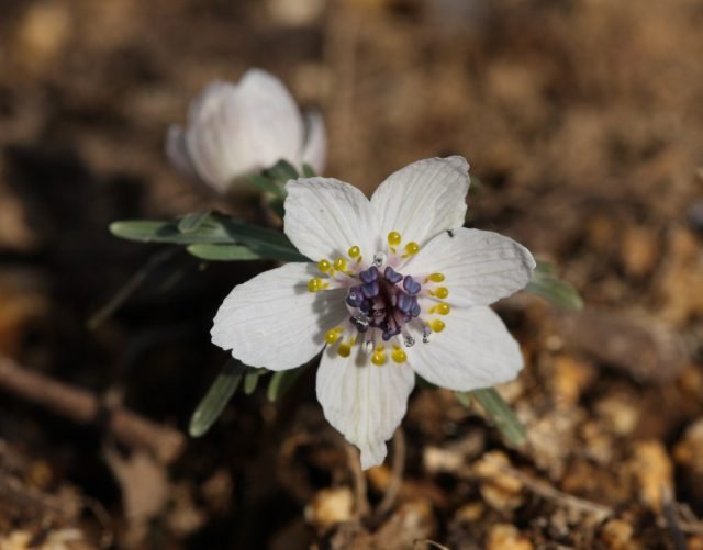 Witte primroses voor de lentebloemtuin. Foto