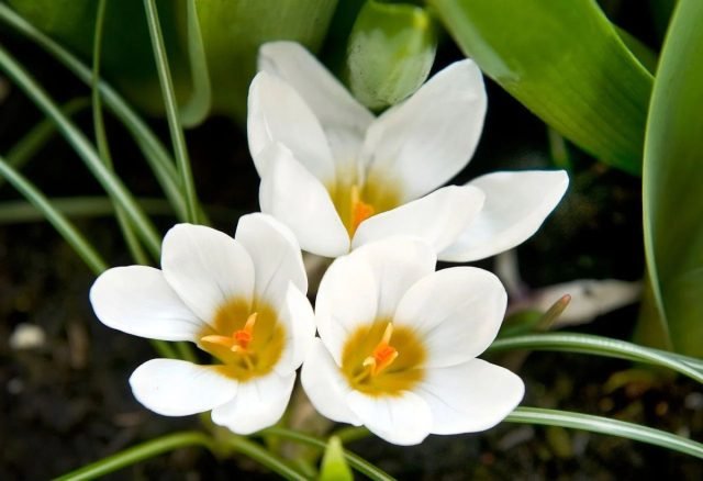 Witte primroses voor de lentebloemtuin. Foto