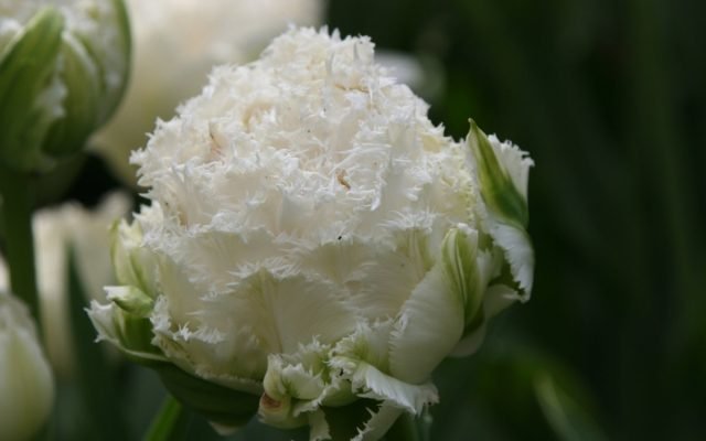 Witte primroses voor de lentebloemtuin. Foto