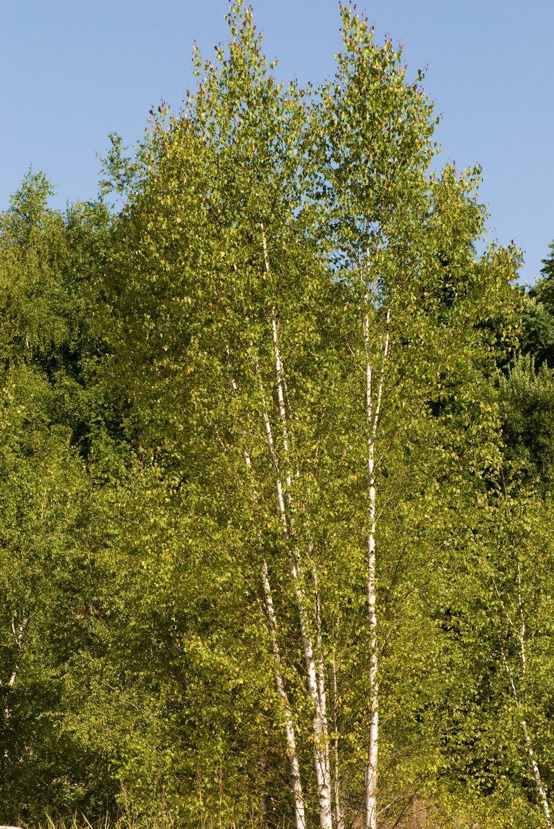 Berk op de site - welke te planten en hoe te gebruiken? Beschrijving van soorten, kenmerken van groeien. Foto