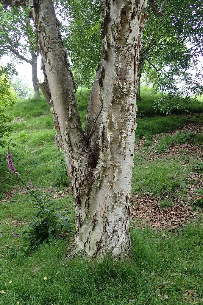 Berk op de site - welke te planten en hoe te gebruiken? Beschrijving van soorten, kenmerken van groeien. Foto