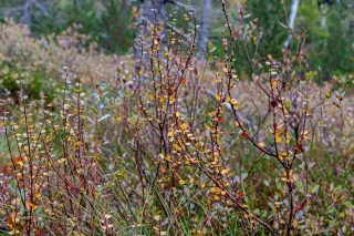 Berk op de site - welke te planten en hoe te gebruiken? Beschrijving van soorten, kenmerken van groeien. Foto