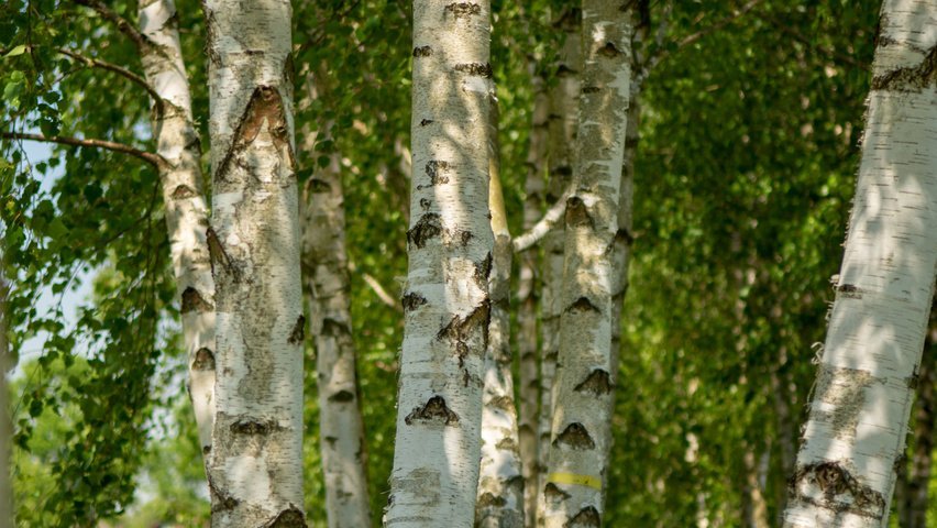 Berk op de site - welke te planten en hoe te gebruiken? Beschrijving van soorten, kenmerken van groeien. Foto