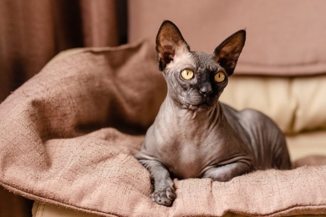 Hare -katten zijn sfinxen en niet alleen. Functies van de inhoud, beschrijving van rotsen en foto's