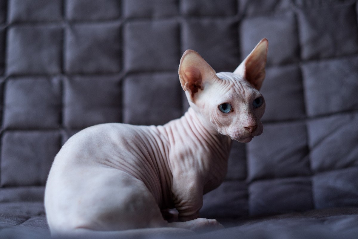 Hare -katten zijn sfinxen en niet alleen. Functies van de inhoud, beschrijving van rotsen en foto's