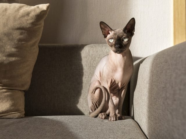 Hare -katten zijn sfinxen en niet alleen. Functies van de inhoud, beschrijving van rotsen en foto's