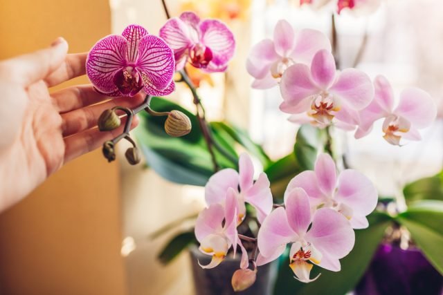 Zonder rot en tik: hoe u een phalaenopsis -orchidee kiest bij het kopen