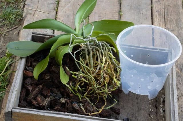 Zonder rot en tik: hoe u een phalaenopsis -orchidee kiest bij het kopen