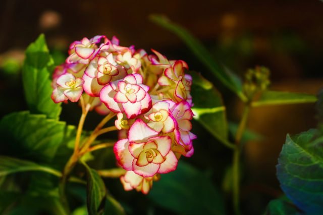 Waanzinnig mooie variëteiten van grote hortensia voor binnen teelt voor binnendoor