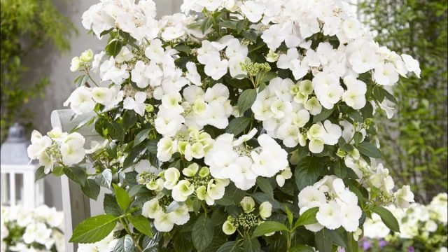 Waanzinnig mooie variëteiten van grote hortensia voor binnen teelt voor binnendoor