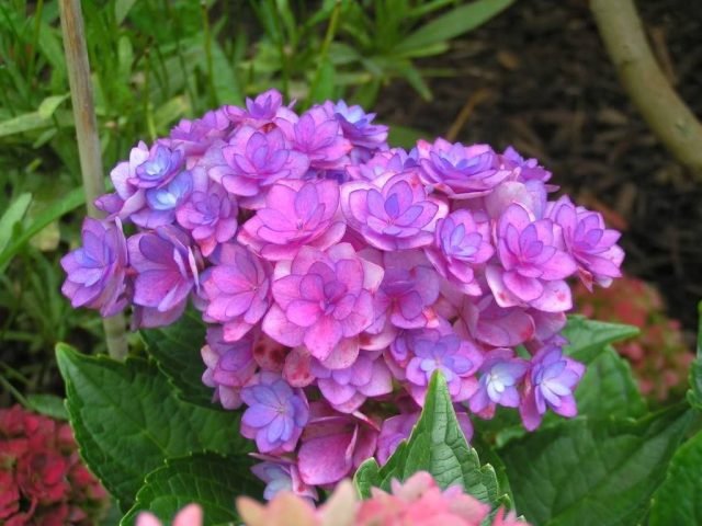 Waanzinnig mooie variëteiten van grote hortensia voor binnen teelt voor binnendoor