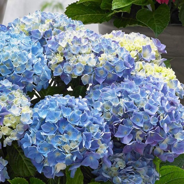 Waanzinnig mooie variëteiten van grote hortensia voor binnen teelt voor binnendoor