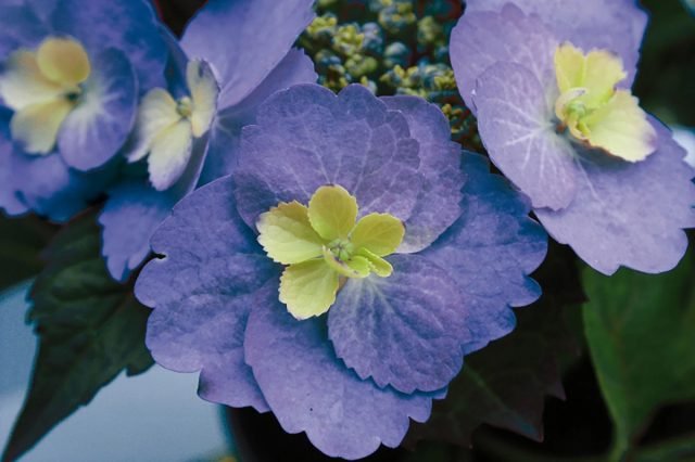 Waanzinnig mooie variëteiten van grote hortensia voor binnen teelt voor binnendoor