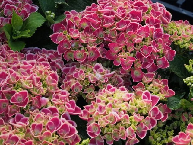 Waanzinnig mooie variëteiten van grote hortensia voor binnen teelt voor binnendoor