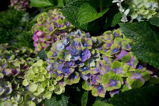 Waanzinnig mooie variëteiten van grote hortensia voor binnen teelt voor binnendoor