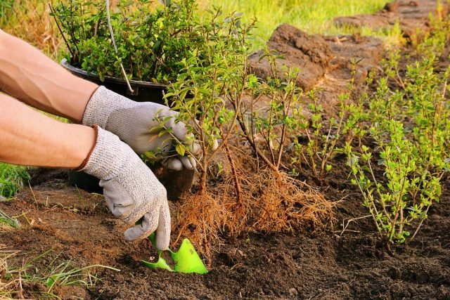 Biryuchin is een betrouwbare struik voor een heg. Plant en vorming. Foto