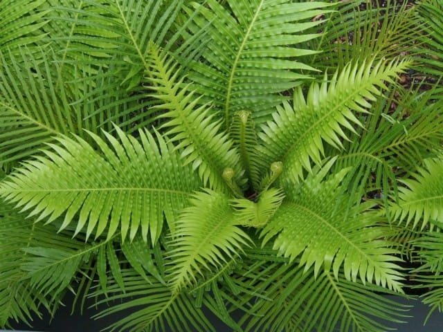 Blechnum is geen varen voor iedereen. Derbyanka. Zorg thuis. Foto