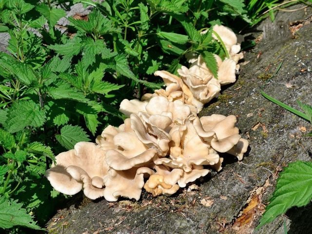 Steaks en oester paddenstoelen - waar te vinden in het bos in de lente en wat te koken? Foto