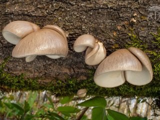 Steaks en oester paddenstoelen - waar te vinden in het bos in de lente en wat te koken? Foto