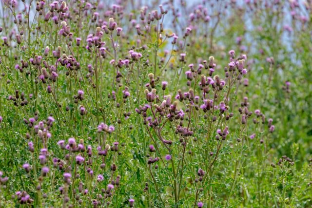 Bodyak Field, of roze zaaien - vecht wiet. Foto