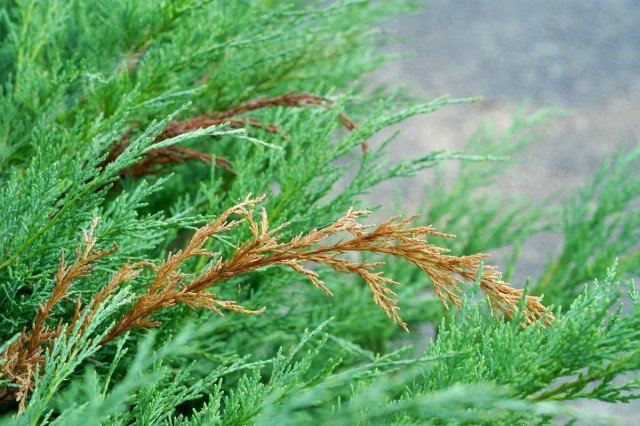 Ziekten en ongedierte van naaldplanten - preventie- en strijdmaatregelen. Foto